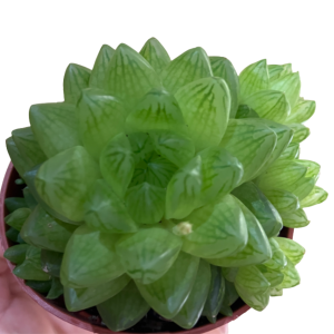 Gift For Plant Lovers | Personalised Mug With Succulents